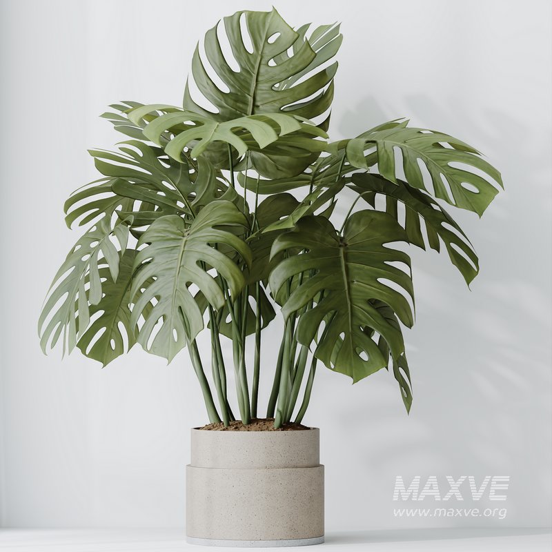 HousePlants Elegant Monstera Deliciosa Large Leaf Form Swiss Cheese Set03 - Image 1