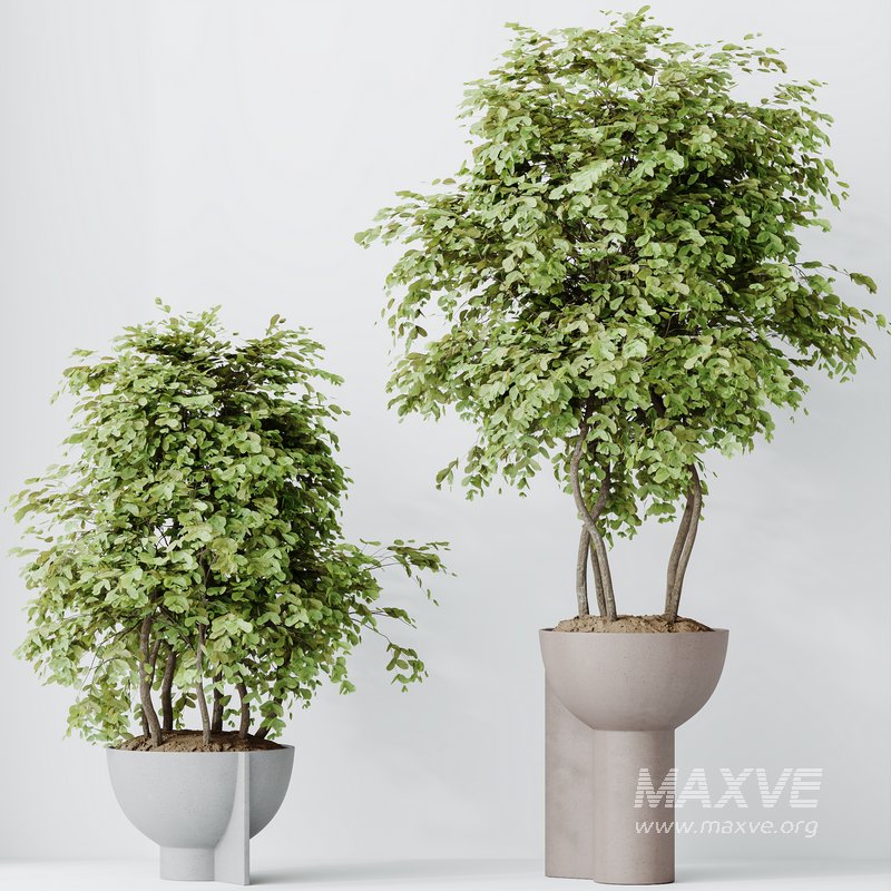 HousePlants Mission Kalamata Leccino Arbequina Wilsonii Chemlali Olive Set15 - Image 2