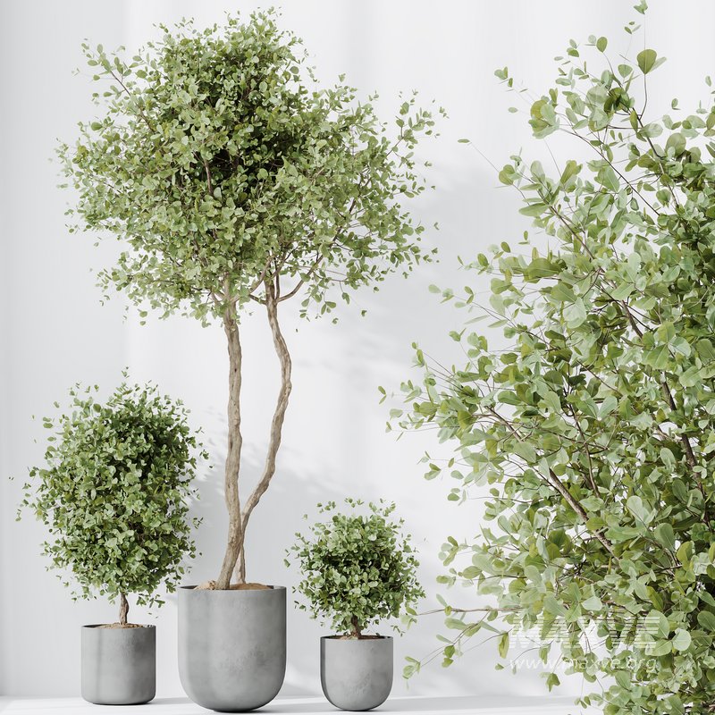 HQ HousePlants Mission Kalamata Leccino Arbequina Wilsonii Chemlali Olive Set18 - Image 5