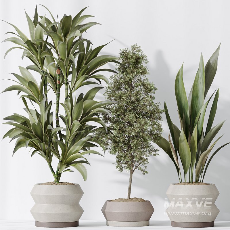 Indoor plant set 52 - Image 5