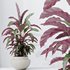 HousePlants Calathea Rufibarba Elbergrass Velvet Affordable - Thumbnail 5