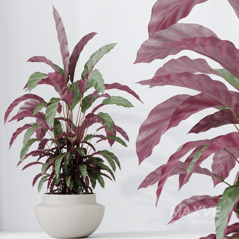 HousePlants Calathea Rufibarba Elbergrass Velvet Affordable - Image 5