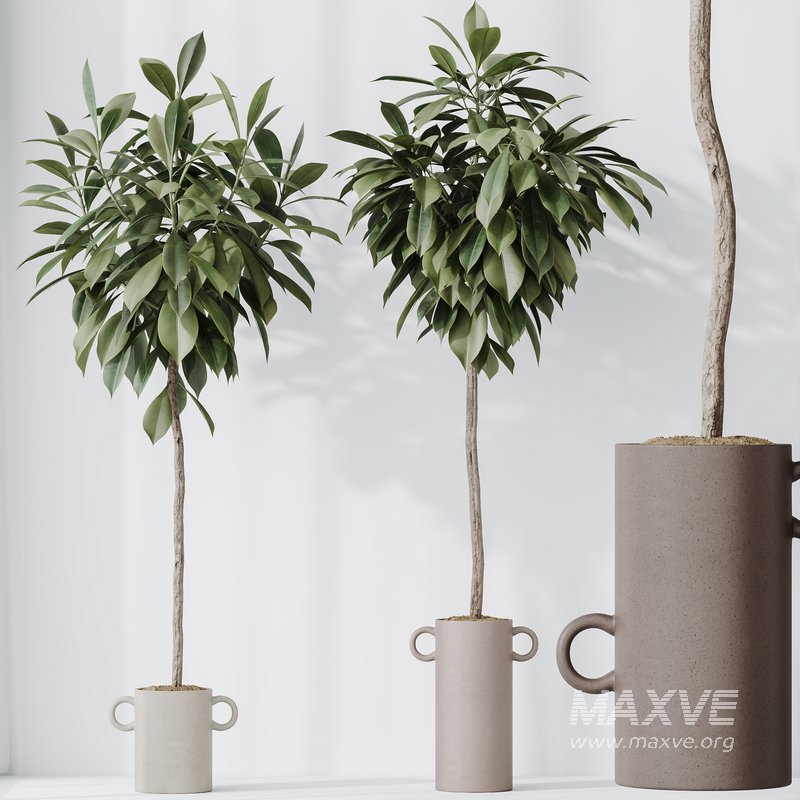 HousePlants Ficus Cyathistipula African Fig Set03 - Image 2