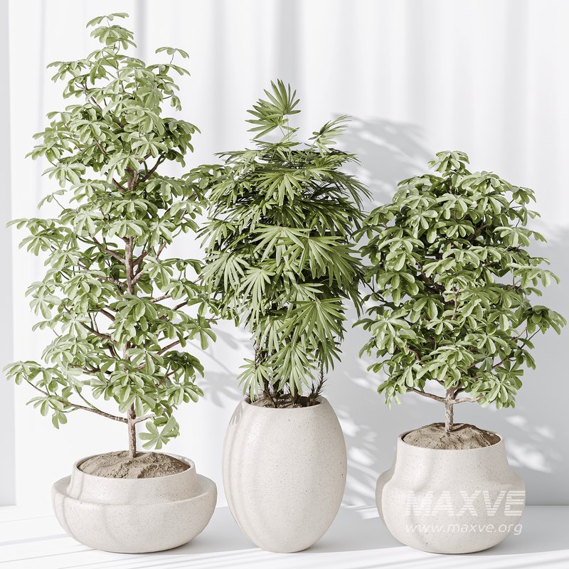 Indoor plant set 35 - Image 5