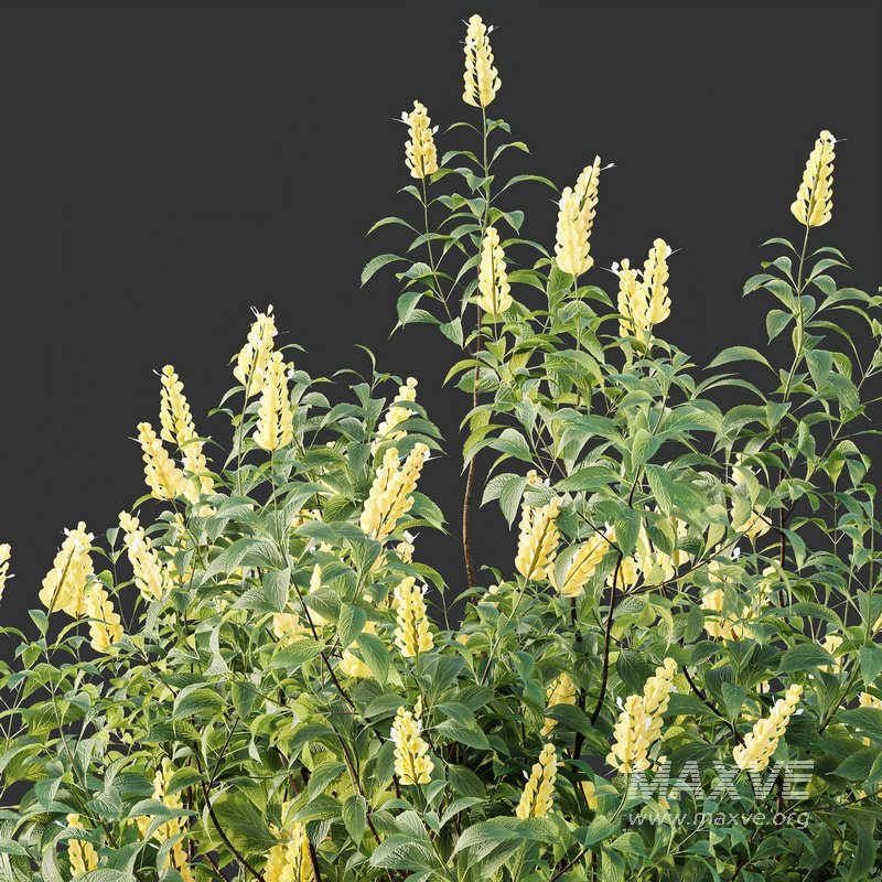 HQ Plants Kapebonavista Pachystachys Lutea Golden Shrimp - Image 6