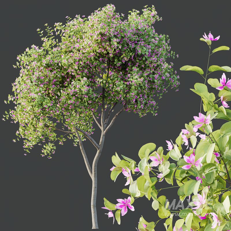 Plants Butterfly Orchid Geranium Bauhinia Purpurea Purple Tree - Image 3