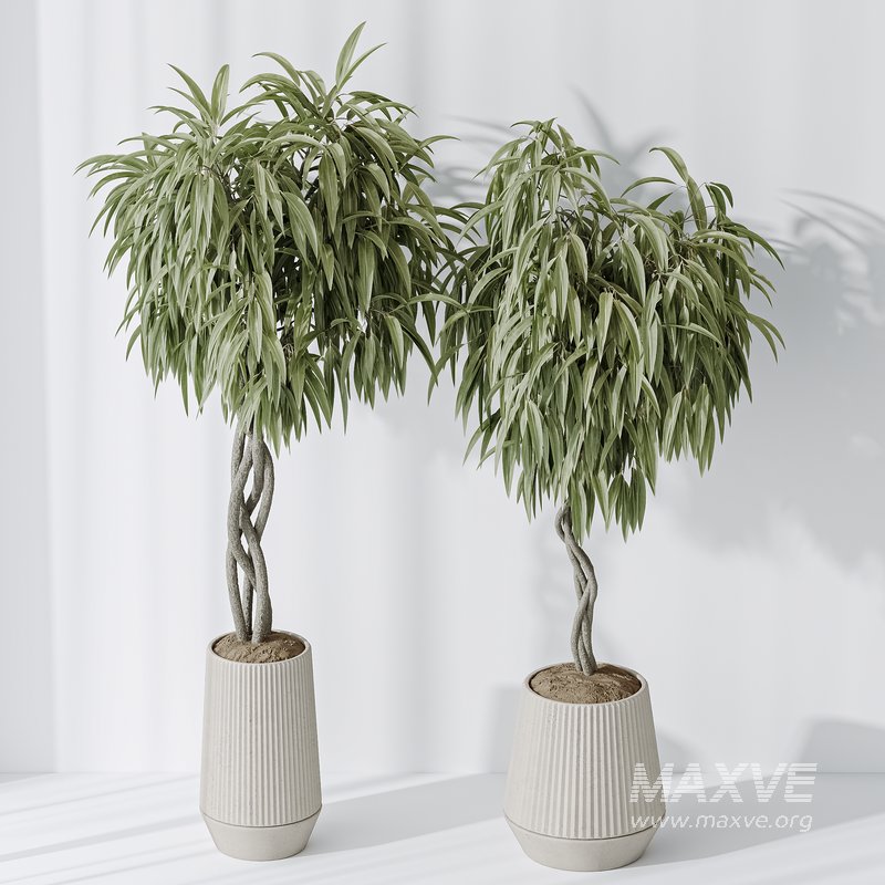 Indoor plant set 25 - Image 3