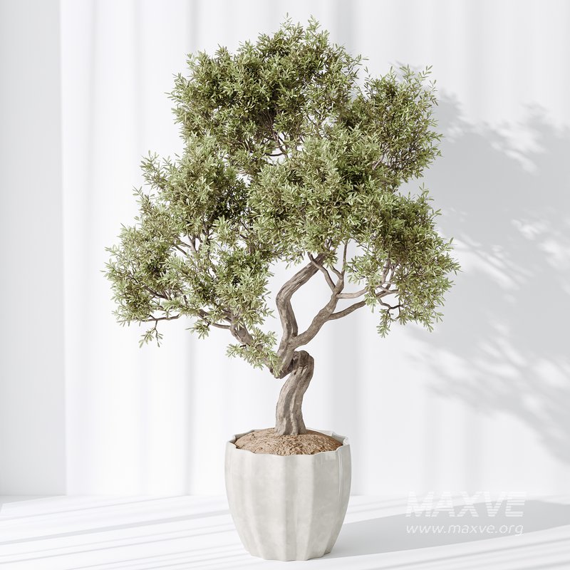 Indoor plant set 34 - Image 3