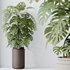 HousePlants Elegant Monstera Deliciosa Large Leaf Form Swiss Cheese - Thumbnail 3