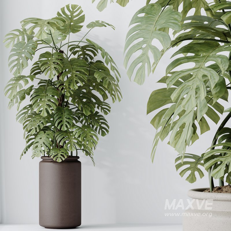 HousePlants Elegant Monstera Deliciosa Large Leaf Form Swiss Cheese - Image 3