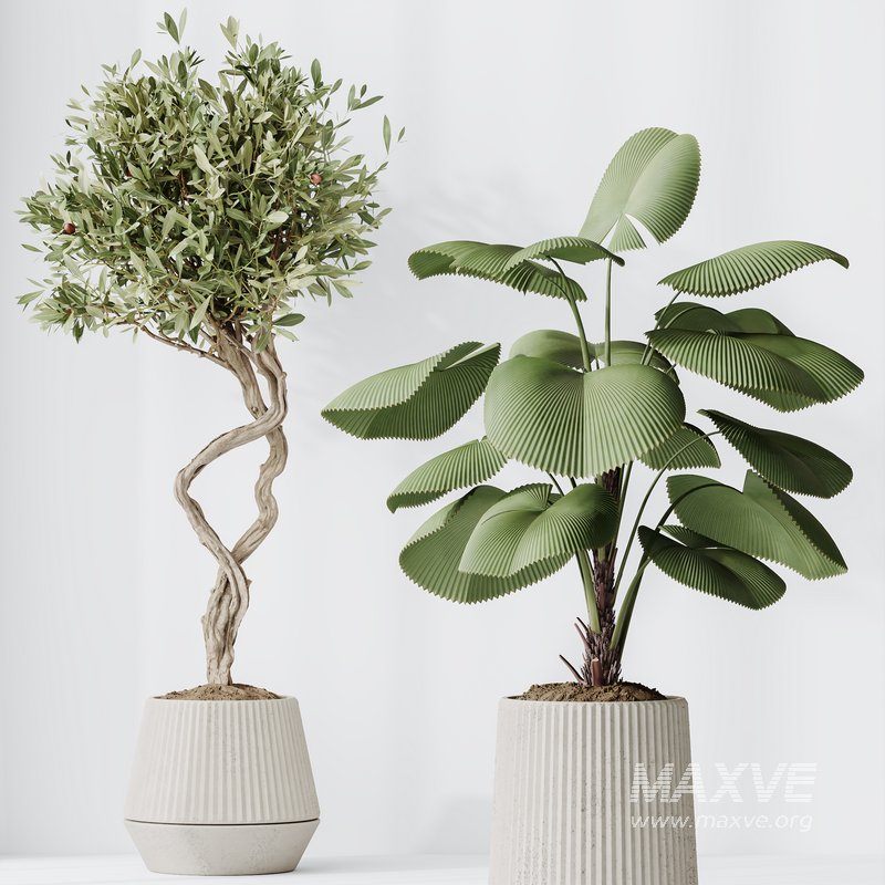 Indoor Plants Set 41 - Image 5