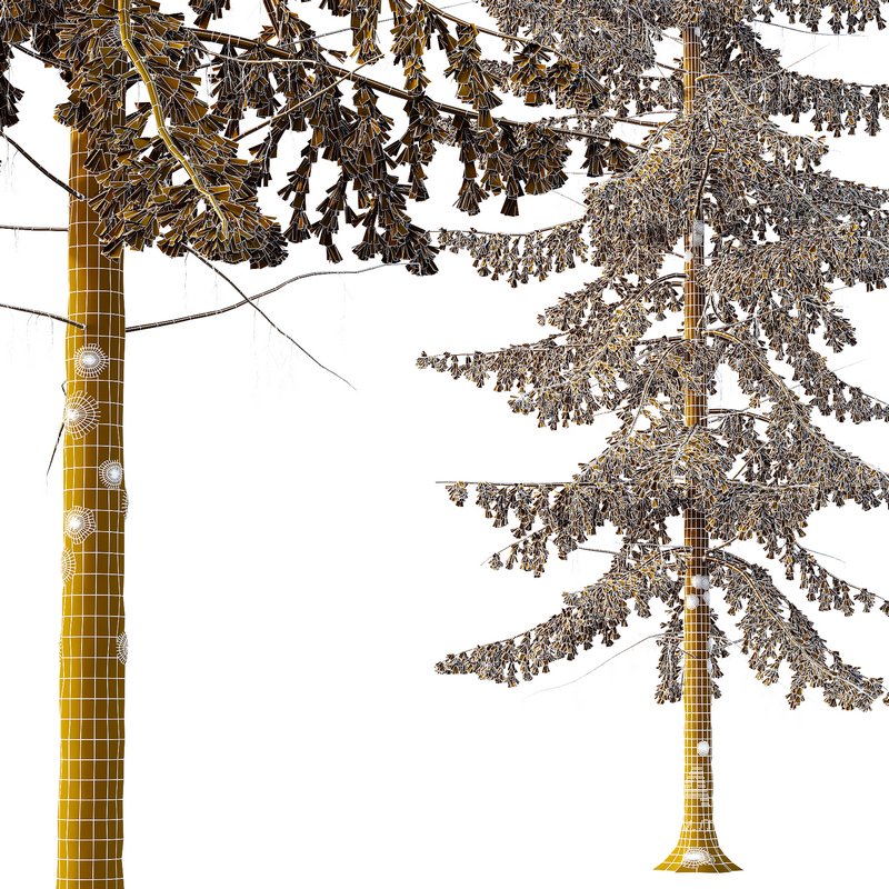 Spruce Tree03 - Image 3