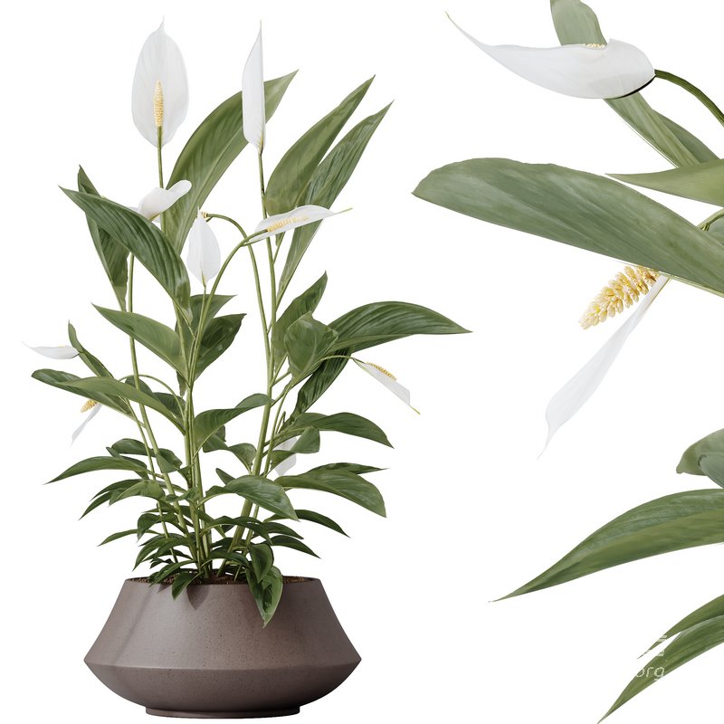 HQ HousePlants Spathiphyllum Wallisii Bellini Peace Lily Domino - Image 4