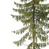 Spruce Tree02 - Thumbnail 3