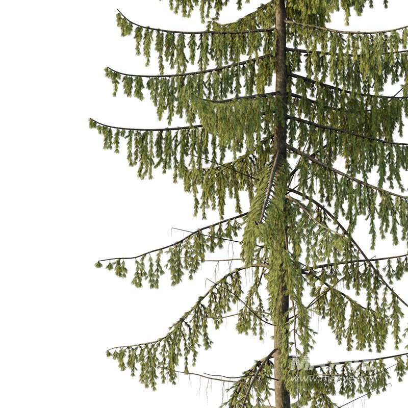 Spruce Tree02 - Image 3