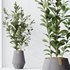 HousePlants Ficus Microcarpa Moclame Indian Laurel Set01 - Thumbnail 1