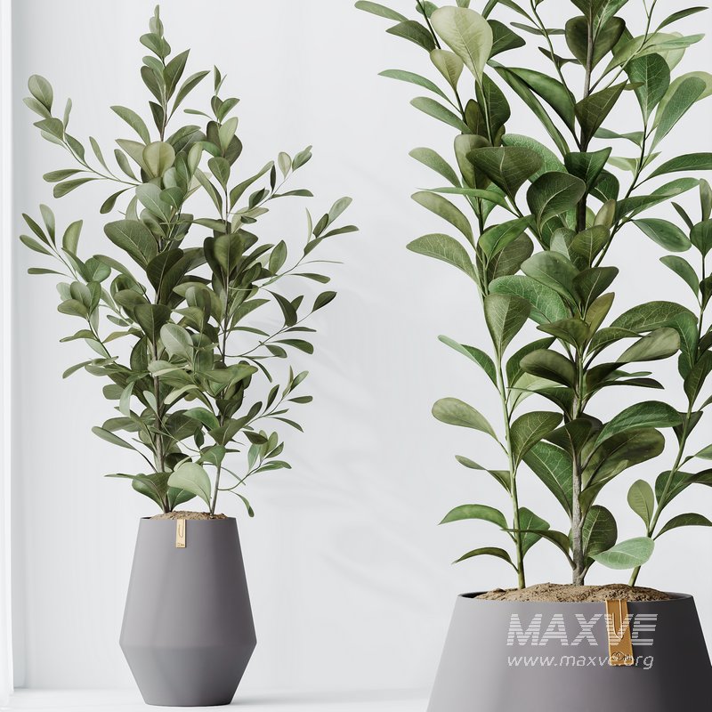 HousePlants Ficus Microcarpa Moclame Indian Laurel Set01 - Image 1