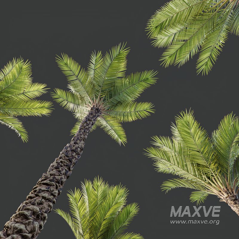 HQ Plants Phoenix Dactylifera Date Jurassic Palm Tree - Image 5