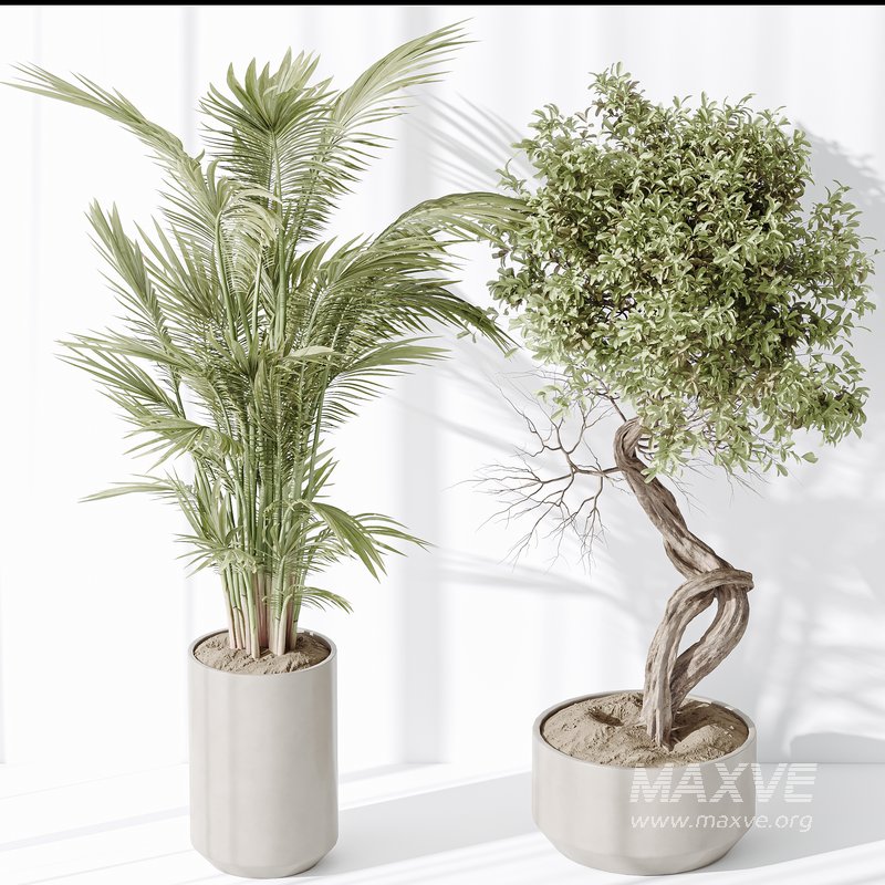 Indoor plant set 33 - Image 2