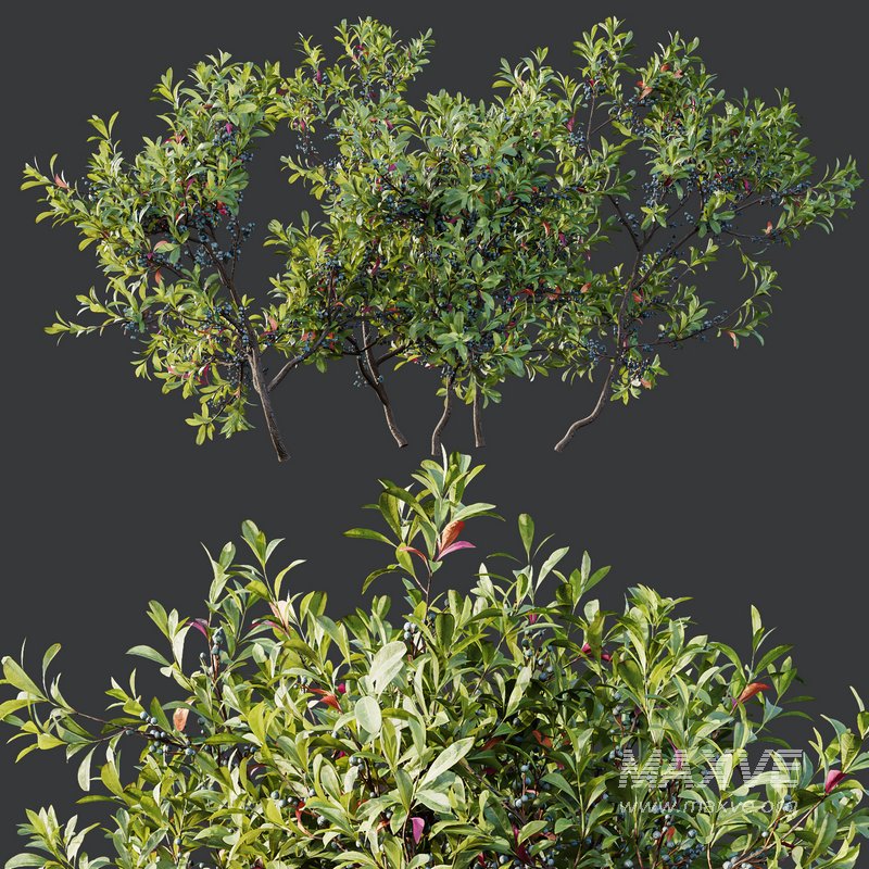 Plants Myrica Morella Pennsylvania Bayberry Candleberry Northern Fruit - Image 5