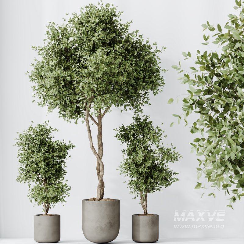 HousePlants Mission Kalamata Leccino Arbequina Wilsonii Chemlali Olive Set19 - Image 3