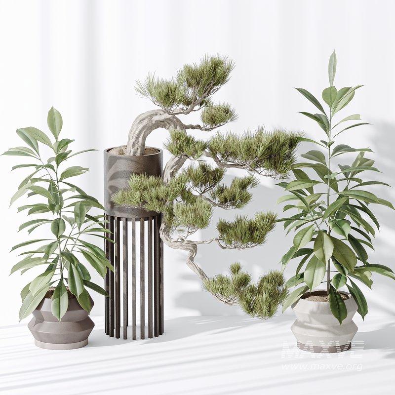 Indoor plant set 31 - Image 2