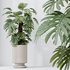 HousePlants Elegant Monstera Deliciosa Large Leaf Form Swiss Cheese Set02 - Thumbnail 2