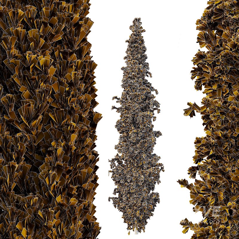 Cedrus deodara14 - Image 2