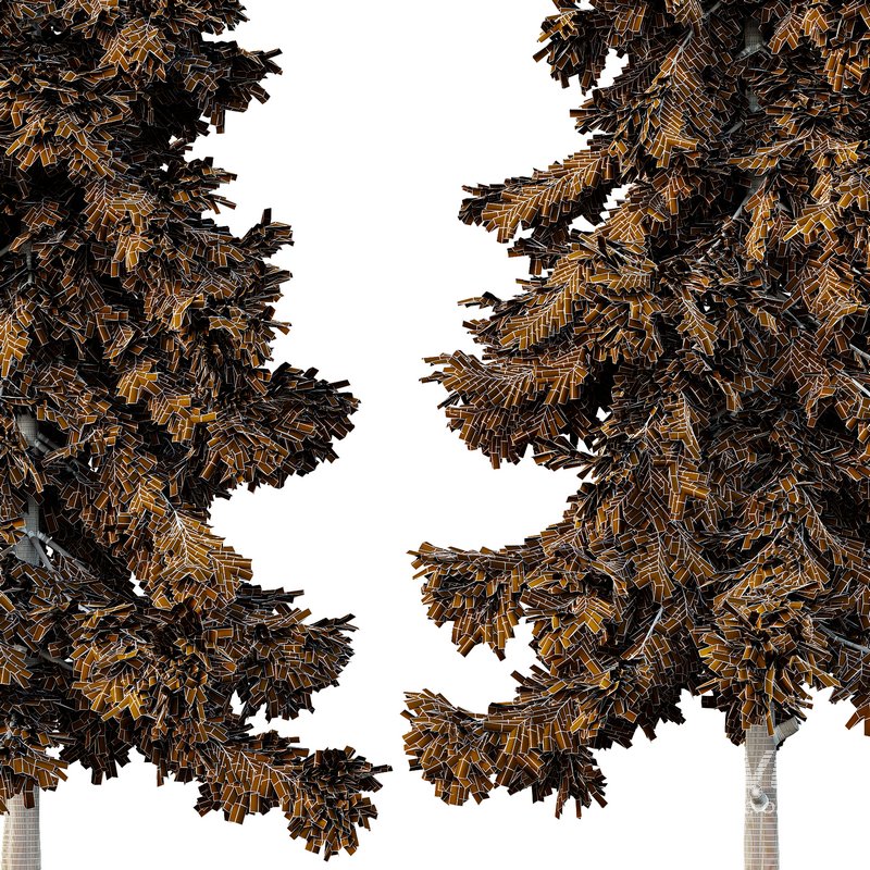 Alaska cedar Tree03 - Image 3