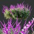 HQ Plants Salvia Leucantha Mexican Sage Santa Barbara - Thumbnail 2