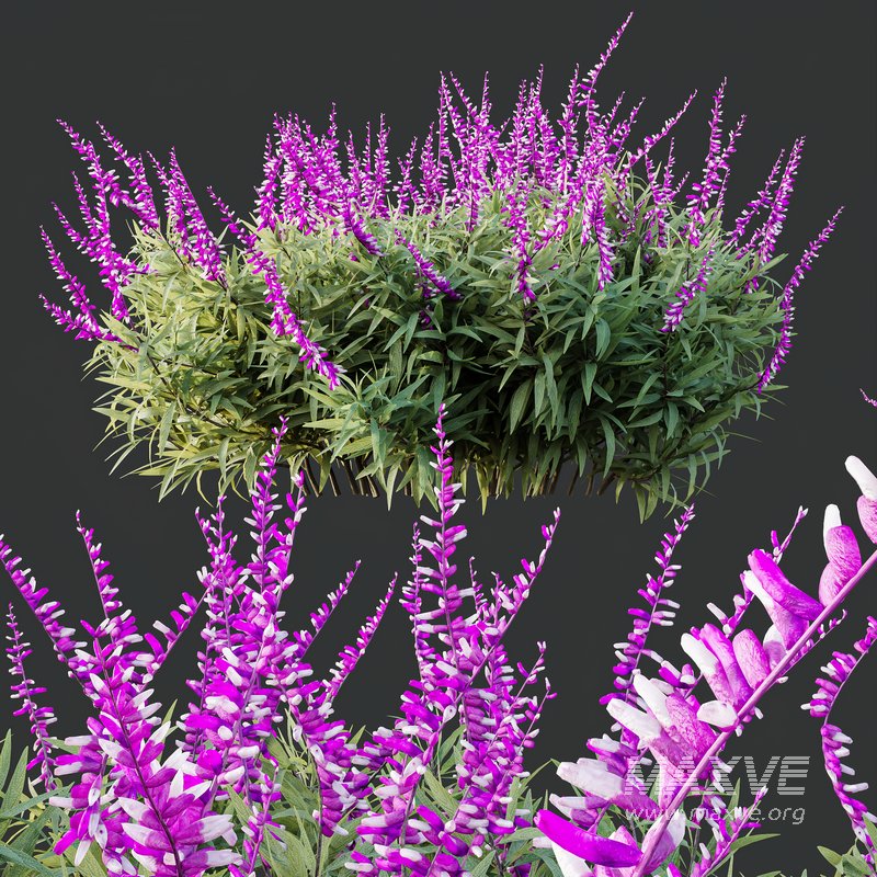 HQ Plants Salvia Leucantha Mexican Sage Santa Barbara - Image 2