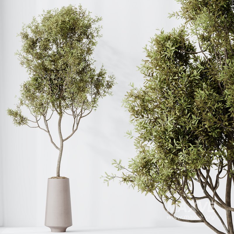 Indoor plant set 44 - Image 5