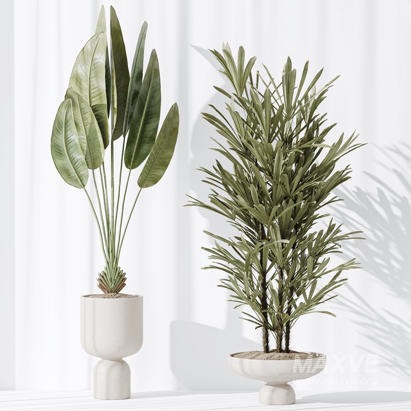 Indoor plant set 28 - Image 4