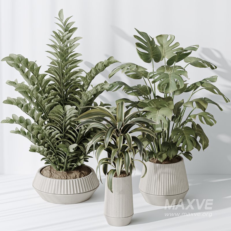 Indoor plant set 25 - Image 2