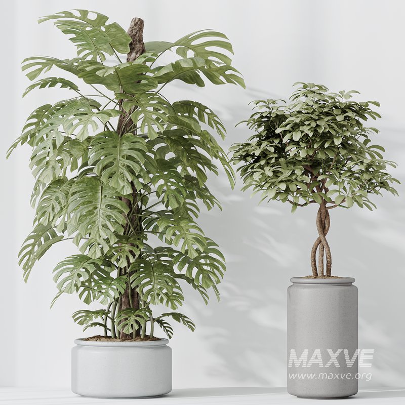 Indoor Plants Set 42 - Image 5