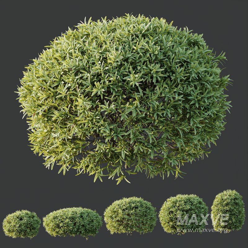 HQ Plants Phillyrea Angustifolia Rosemarinifolia Nana Architectural - Image 5