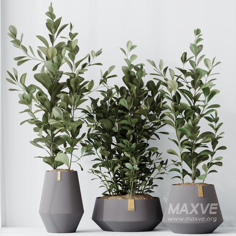 HousePlants Ficus Microcarpa Moclame Indian Laurel Set01 - Image 4