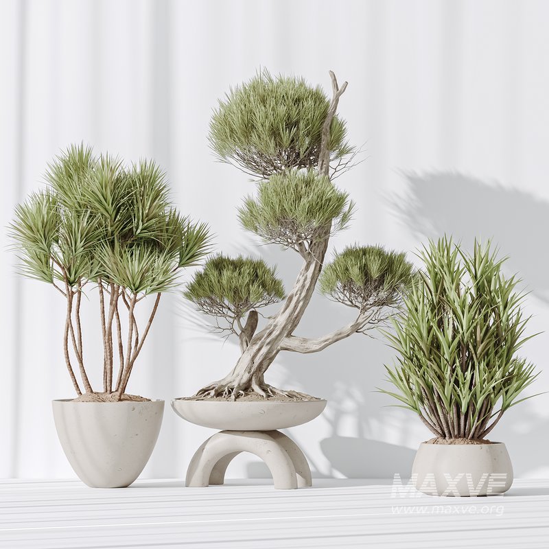 Indoor plant set 28 - Image 2