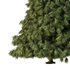 Spruce Tree07 - Thumbnail 4