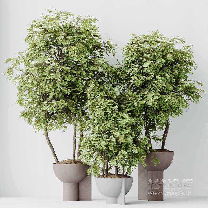 HousePlants Mission Kalamata Leccino Arbequina Wilsonii Chemlali Olive Set15 - Image 4