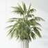 Indoor plant set 34 - Thumbnail 4