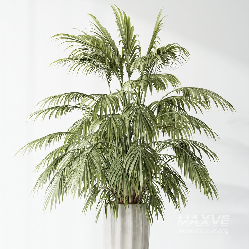 Indoor plant set 34 - Image 4