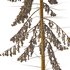 Spruce Tree02 - Thumbnail 2