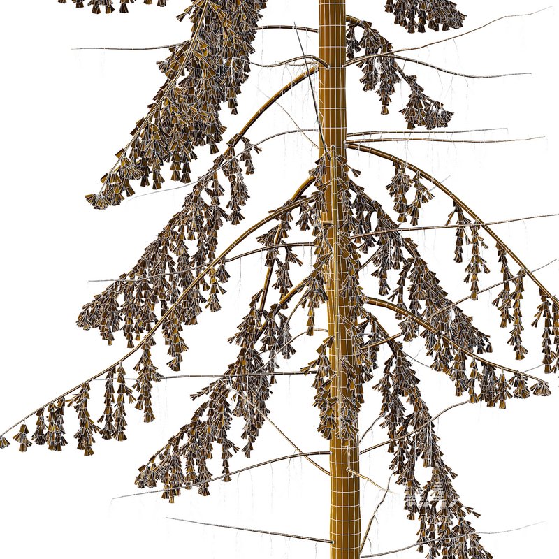 Spruce Tree02 - Image 2