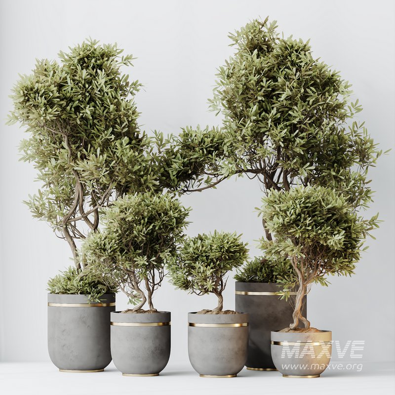 HQ HousePlants Mission Kalamata Leccino Arbequina Wilsonii Chemlali Olive Set 22 - Image 2