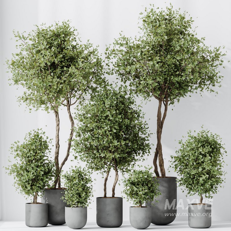 HQ HousePlants Mission Kalamata Leccino Arbequina Wilsonii Chemlali Olive Set18 - Image 3