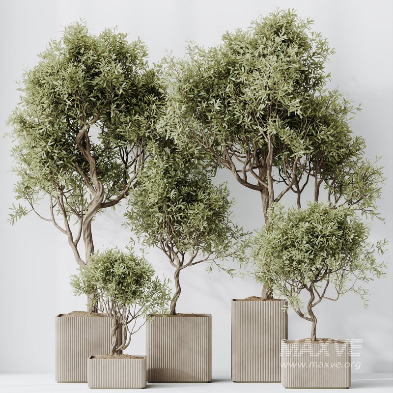 HQ HousePlants Mission Kalamata Leccino Arbequina Wilsonii Chemlali Olive Set 23 - Image 3