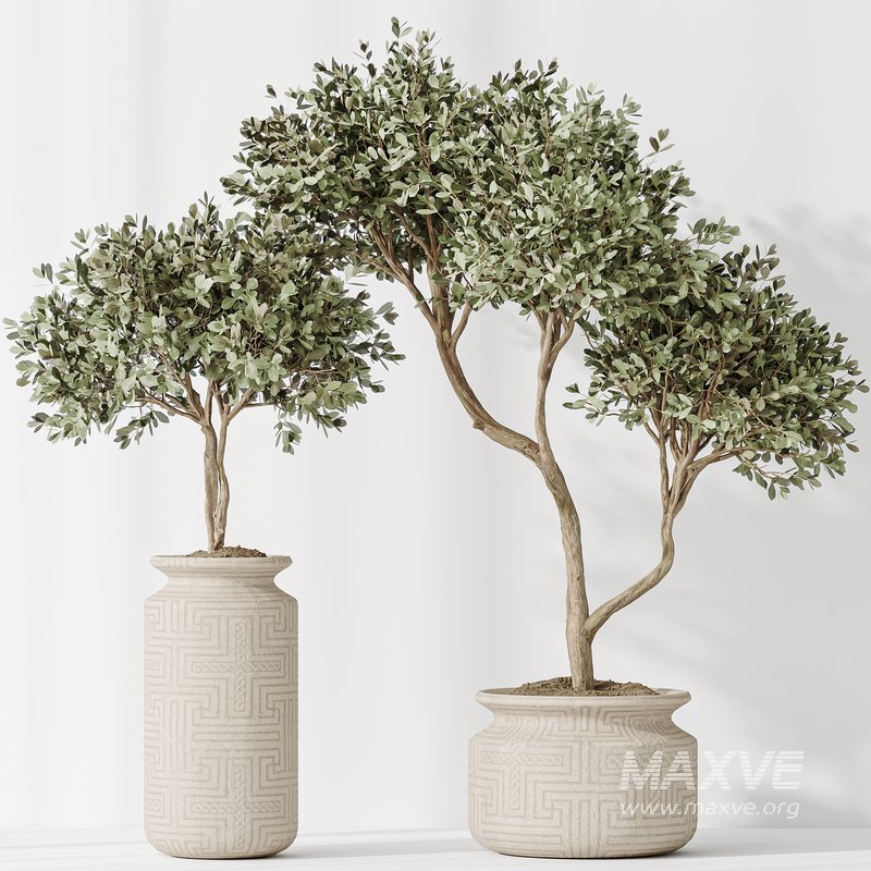 Indoor plant set 43 - Image 2