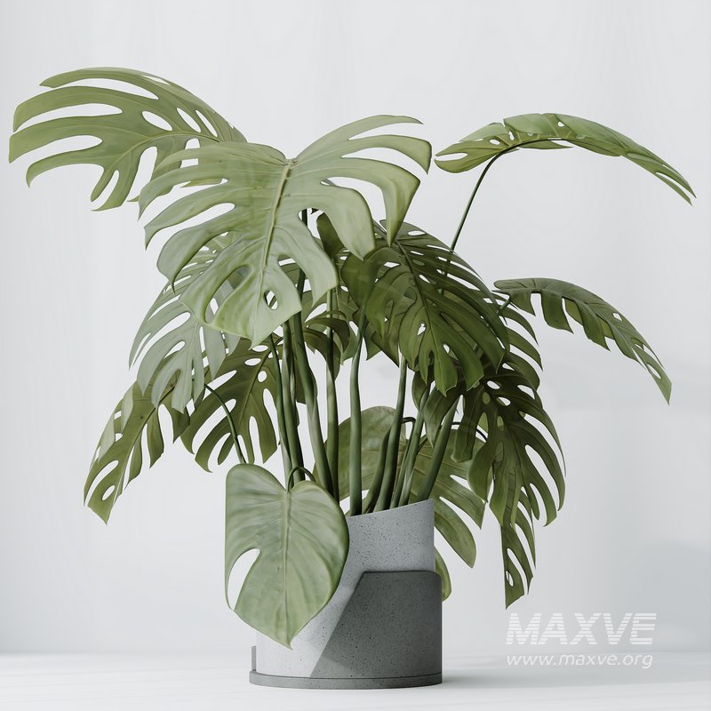 HousePlants Elegant Monstera Deliciosa Large Leaf Form Swiss Cheese Set03 - Image 3