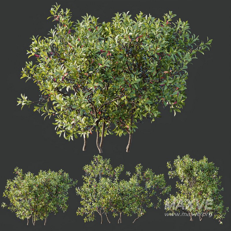 Plants Myrica Morella Pennsylvania Bayberry Candleberry Northern Fruit - Image 2